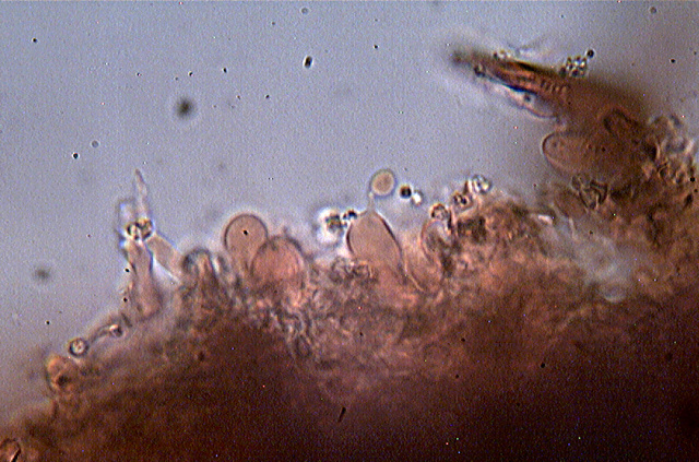 Funghi da dieci centesimi